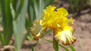 Stout Gardens: Iris