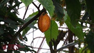 В Ботаническом саду ПГНИУ впервые созрел какао-плод