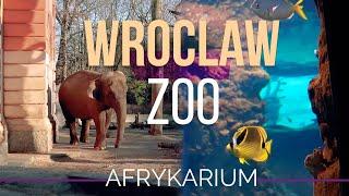 Вроцлавский зоопарк 2021 (Wroclaw ZOO Oceanarium Afrykarium)