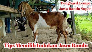 Cara Memilih Indukan Kambing Jawa Randu Super