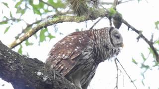 Barred Owl Hooting