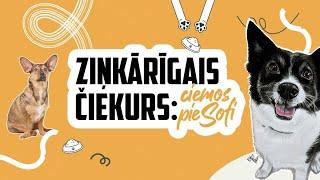 Ziņkārīgais Čiekurs ciemos pie Sofi S1E6