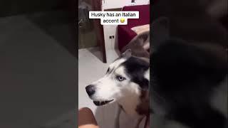 Husky has an Italian accent  #dog #speaking #melissabtv #doglover #life