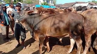 Harga Sapi 17 Juta Buwat Kurban