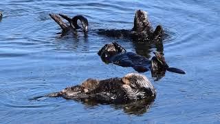 Baby Otter Nurses