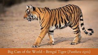 Big Cats of the World Part II - BENGAL TIGER (Panthera tigris)