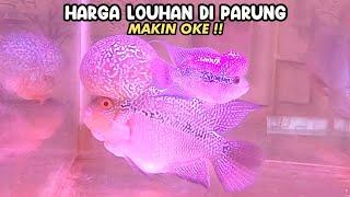 HARGA LOUHAN PARUNG MAKIN OK‼️PASAR IKAN HIAS PARUNG‼️