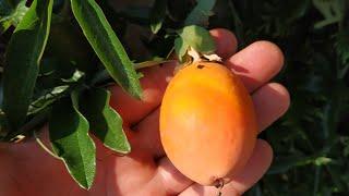 Blue Passion Fruit (Passiflora caerulea) in Germany