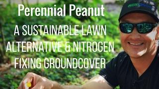 PERENNIAL PEANUT: Nitrogen-Fixing Ground Cover & Lawn Alternative