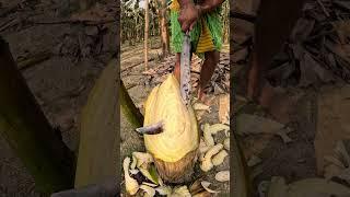 banana tree satisfy cutting tree, 4 #satisfying #shorts