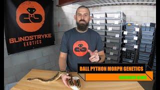 BALL PYTHON MORPH GENETICS  for DUMMIES: Recessive Genes