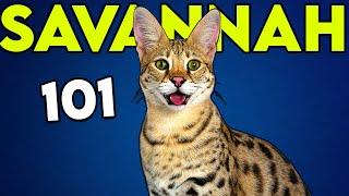 SAVANNAH CAT 101: Must Watch Before Getting One | Cat Breeds 101