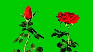 blooming rose template | rose flower blooming video | blooming rose green screen effect