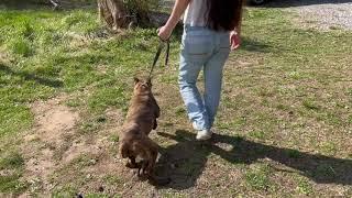 Cane Corso Puppy Training at our home - Evaluation to see progress.