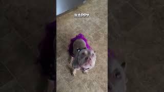 Get Ready to Smile! ️ Adorable Pitbull Funny Moments #shorts #cutepuppy #pitbull