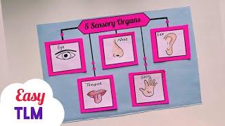 Sensory Organs TLM/ Sensory Organs Science Project/ TLM For Primary School/ Sensory Organs Chart