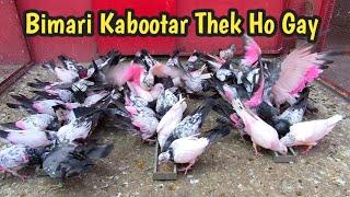 Bimar Sab Kabootar Sahi Ho Gae | Hashim Mahmood Pigeons