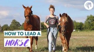 How To Lead A Horse (The RIGHT Way)