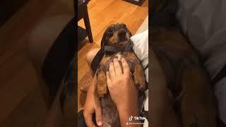 Funny wiener dog videos!