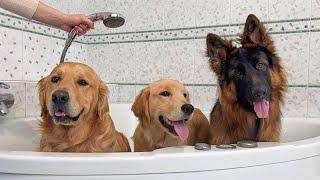 3 Dogs Take a Bath Together! Their Adorable Reactions!