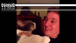 Funny Animals Vine Videos Compilation