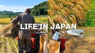 [Vlog] Daily life in Japan Feeling autumn while helping my father harvest rice.