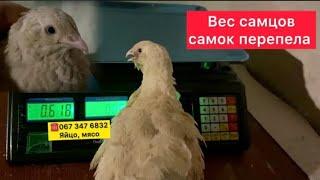 Всё, перезагрузка//Техасский мясной перепел Украина//Купить инкубационное яйцо, мясо перепела