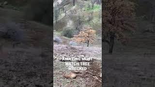 TREE GETS DESTROYED BY ROCK