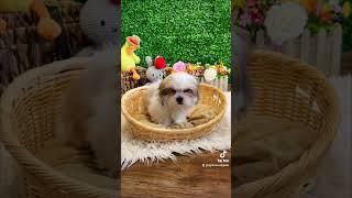 Imported Shihtzu Puppy for sale in singapore! More details at thelovelypets.com