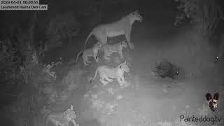 Amazing LIVE cam animal interaction just after midnight this morning