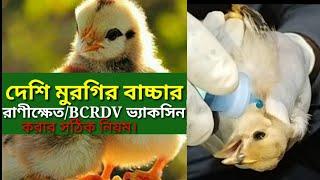 দেশি মুরগির বাচ্চাকে রাণীক্ষেত ভ্যাকসিন করার নিয়ম। BCRDV Vaccination.