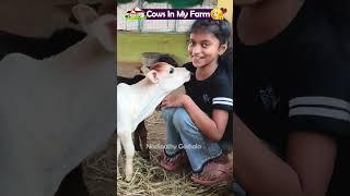 Lovely short cows   #cow #youtube #pets #animals #yt #farming #music #friends #cute #india #cattle