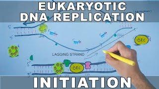 DNA Replication In Eukaryotes | Initiation