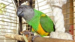 Сенегальский попугай Мотя