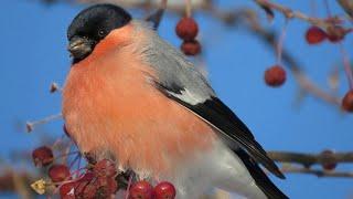 Winter birds - Beauty and harmony - Documentary