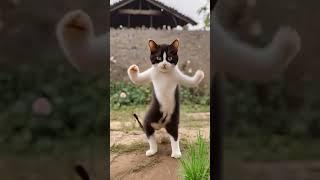 Funny Cat Dance  #shorts #viral #funny #cat #comedyvideo