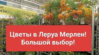 Цветы в Леруа Мерлен  г. Воронеж