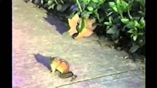 Handstand Chipmunk