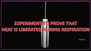 Heat is liberated during respiration experiment