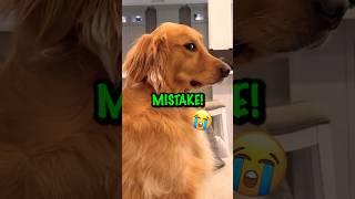 Funny Dog Names Golden Retriever Puppy! ️