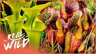 The Secret Life Of Plants (Nature Documentary) | Wild America | Real Wild