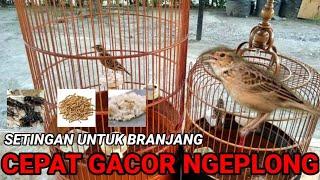 TIPS SUKSES AGAR BRANJANGAN CEPAT GACOR DAN NGEPLONG ( link pakan PENGGACOR di deskripsi  )