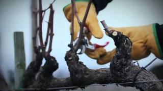 Marco Simonit - Dimostrazione pratica della potatura su cordone speronato - Spurred Cordon Pruning