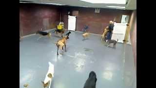 Doggie Day Care Poo Fest