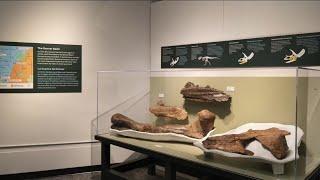 Denver museum to unveil rare T. rex fossil discovered by 3 North Dakota boys