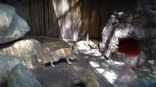 Fennec Fox Screaming and Hungry !