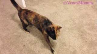 Venus Chimera cat meowing to be picked up & held