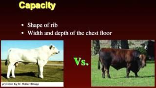 Lecture 10 Part 2- Growth Rate of Cattle