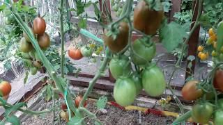 Де Барао Черный - плодовитый и неприхотливый томат даже в теневой теплице