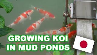 GROWING KOI FAST IN MUD PONDS | The secrets of JAPAN [NATURAL POND]